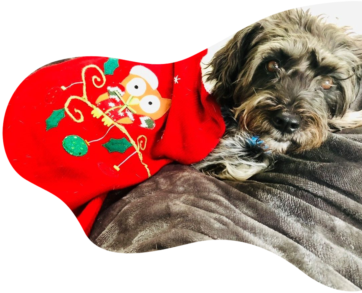 Dog Overnight Boarding Sparkling Pets Grooming Superstar Dog Boarding