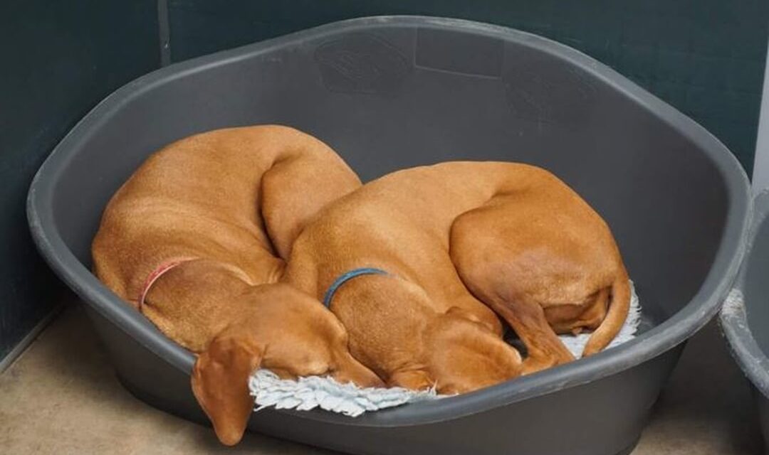 Dog Boarding Checklist: What to Pack Before Your Dog’s Stay