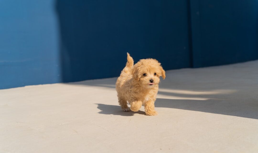 Dog Boarding for Puppies: What Owners Should Know