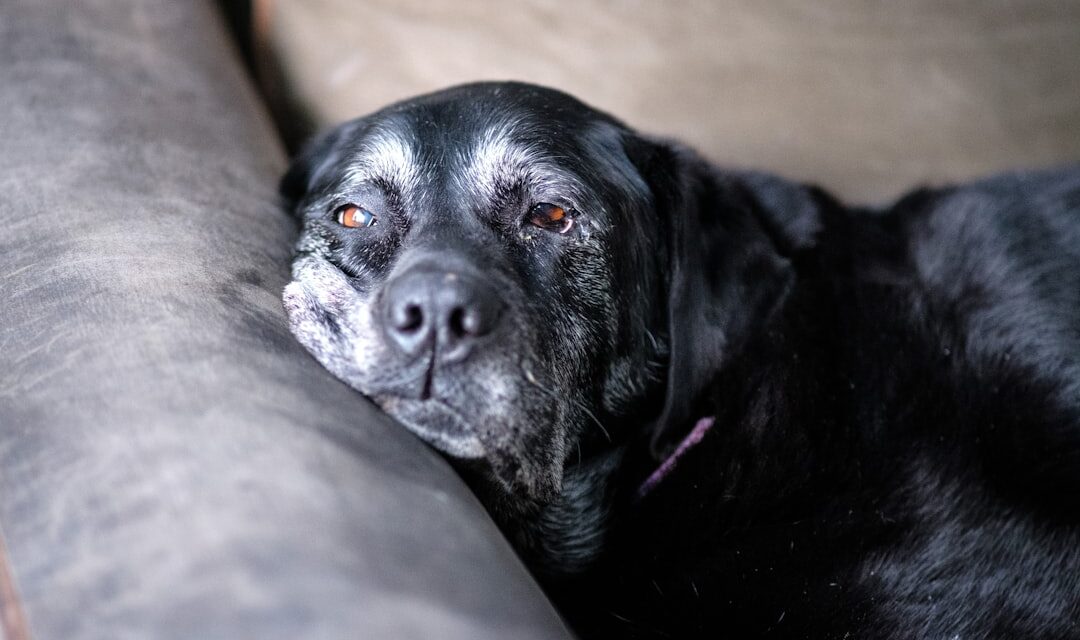 Dog Boarding for Senior Dogs: Special Care and Considerations