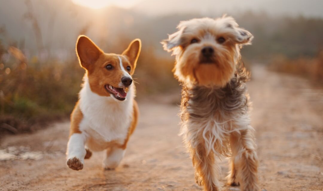 Dog Boarding vs Pet Sitting: Which Is Better for Your Dog?