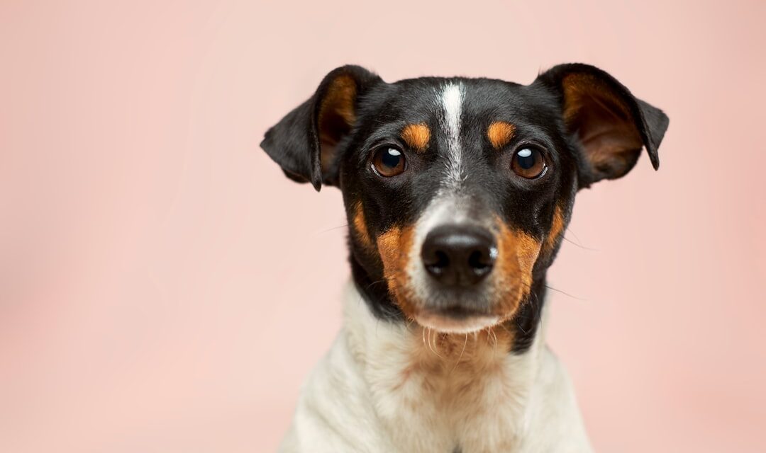 Dog Grooming in Flemington, NJ: A Complete Guide for Pet Owners