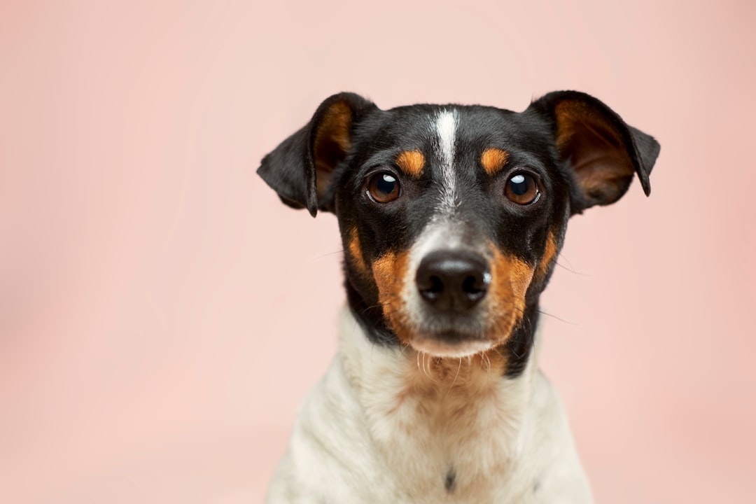 Dog Grooming in Flemington, NJ: A Complete Guide for Pet Owners