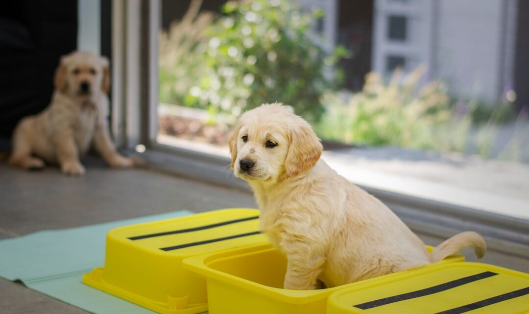 First-Time Dog Boarding: How to Prepare Your Dog for Their Stay