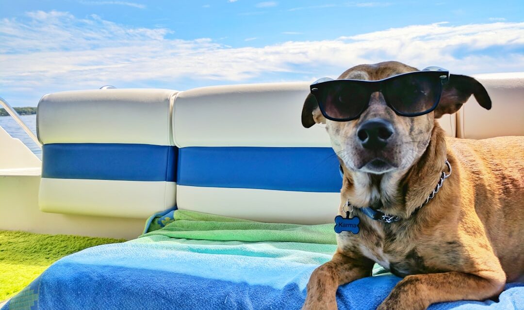 Holiday Dog Boarding in Flemington, NJ: How to Plan Ahead