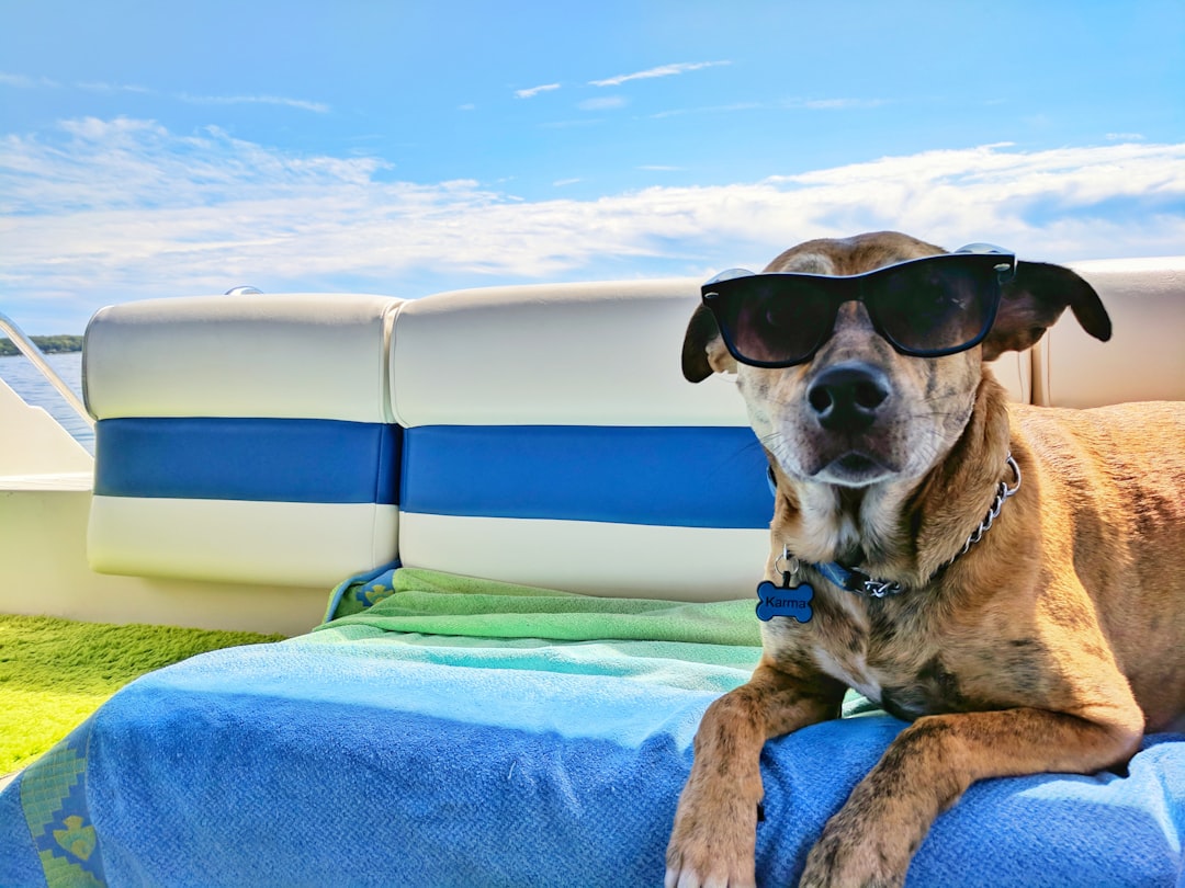 Holiday Dog Boarding in Flemington, NJ: How to Plan Ahead