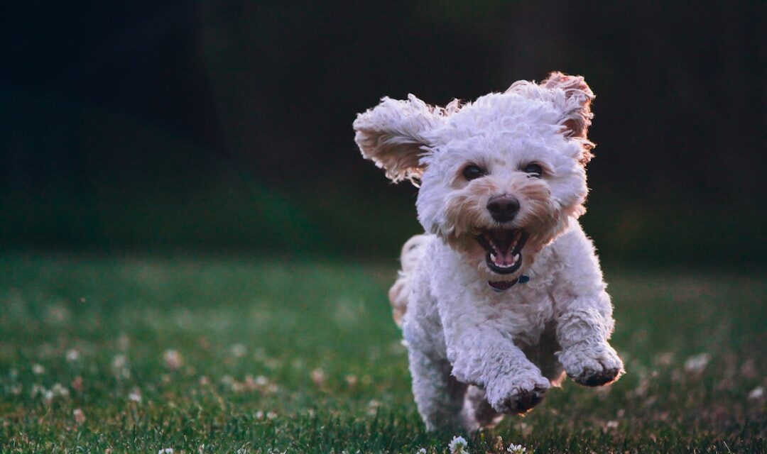 How Often Should Your Dog Be Professionally Groomed?