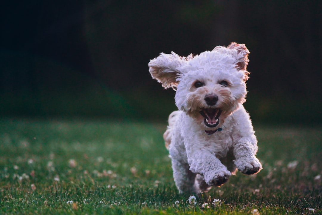 How Often Should Your Dog Be Professionally Groomed?