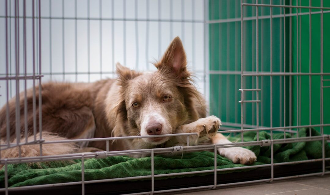 How to Prepare Your Dog for Boarding During a Vacation
