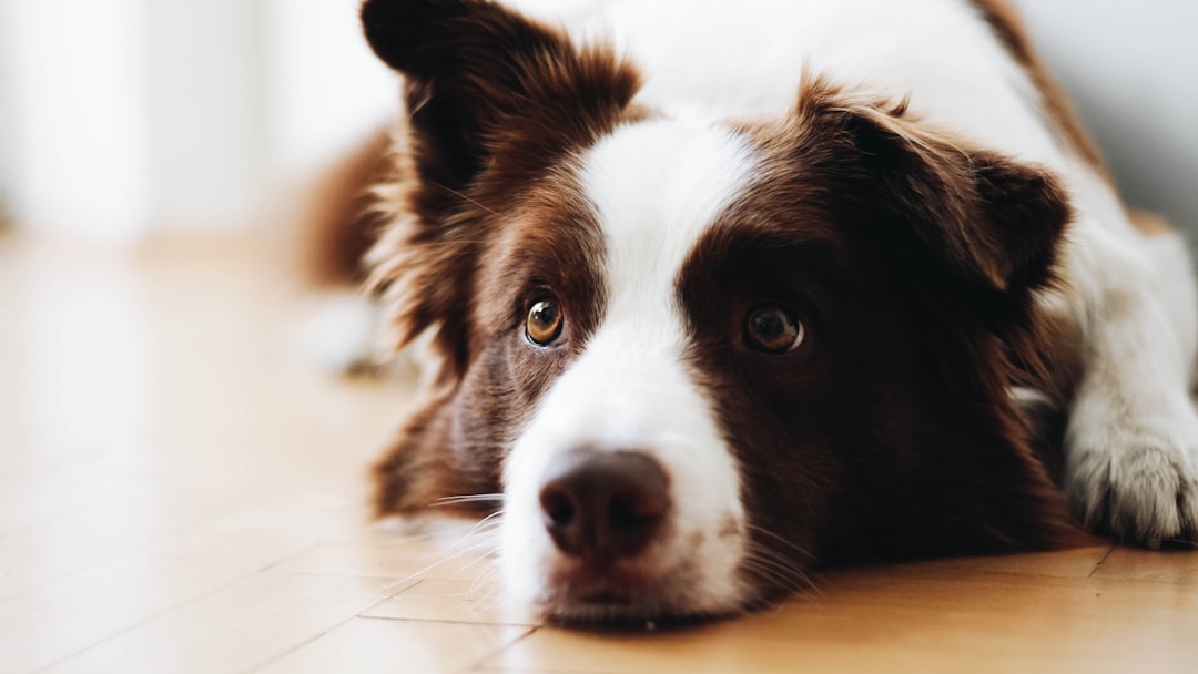 How to Reduce Separation Anxiety Before Dog Boarding