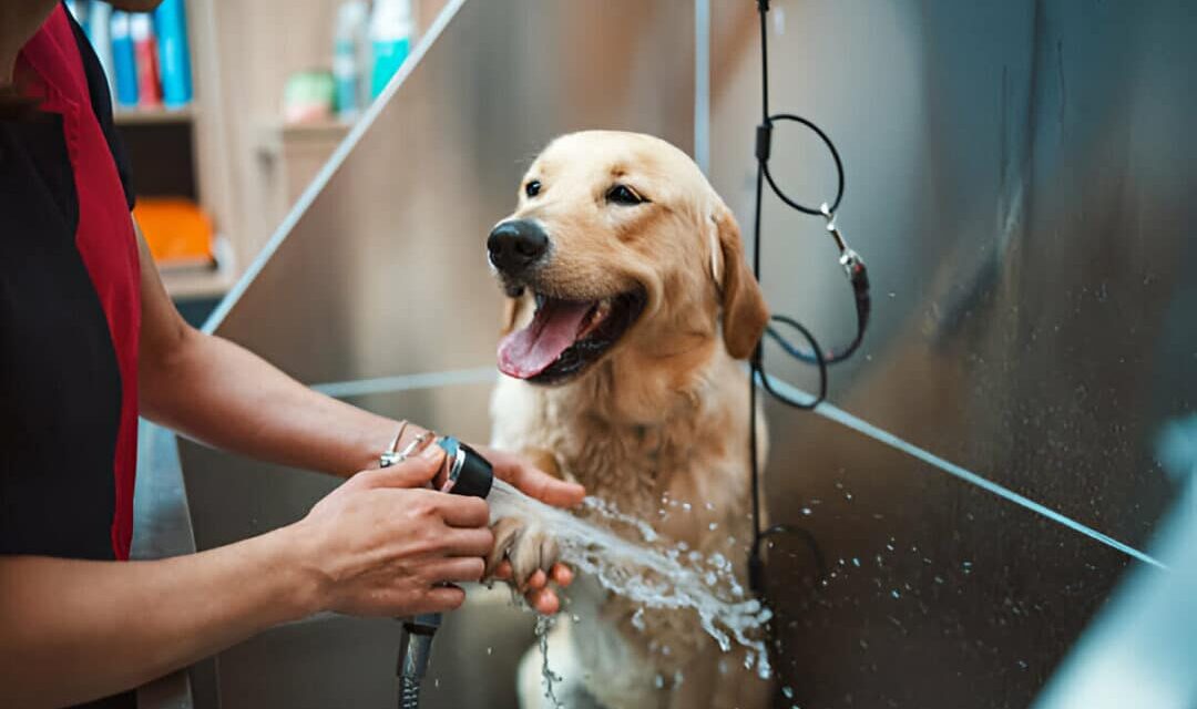 Why Dog Grooming Before or After Boarding Is a Good Idea