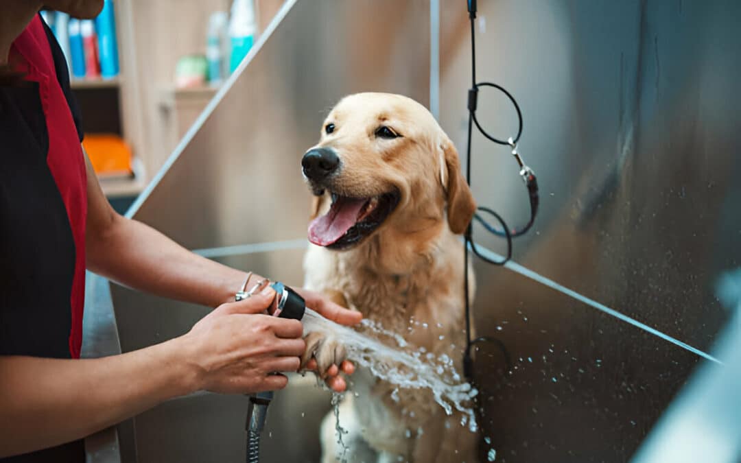 Why Dog Grooming Before or After Boarding Is a Good Idea