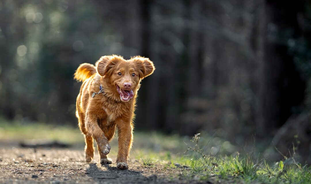 Why Exercise and Playtime Matter During Dog Boarding