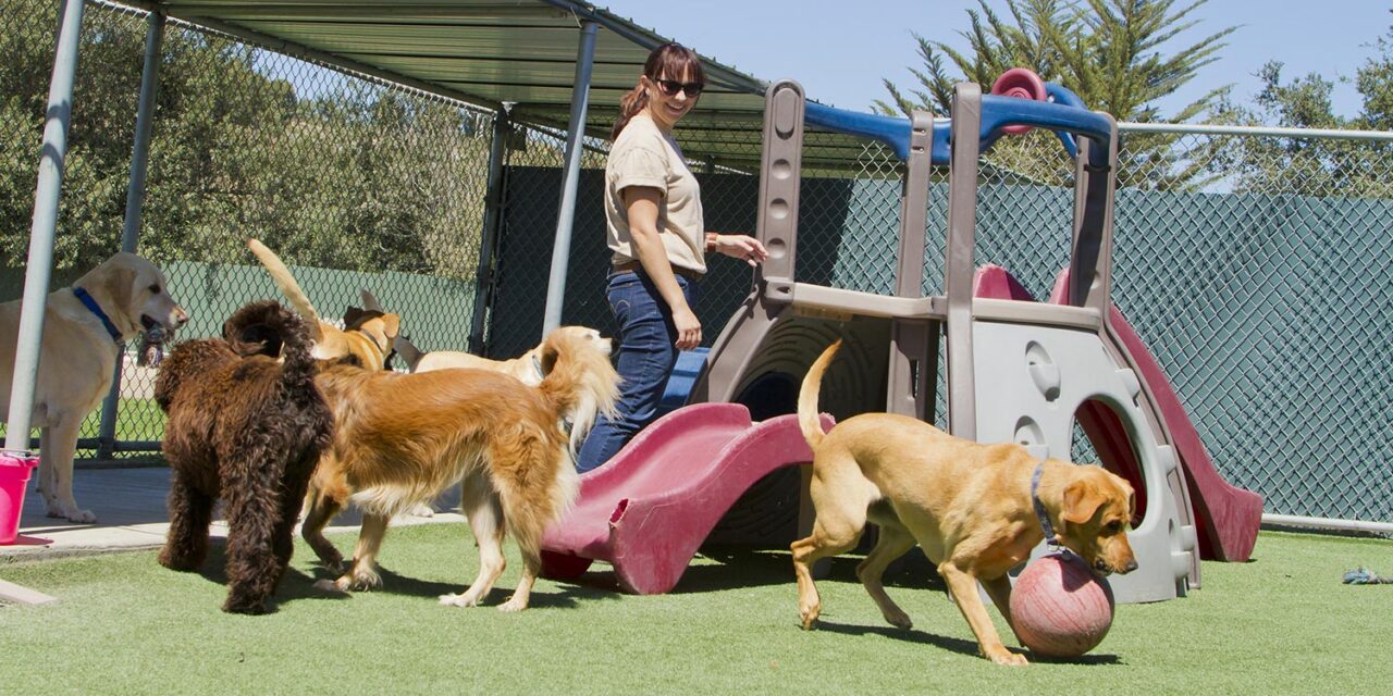 What Happens During a Typical Day at a Dog Boarding Facility?