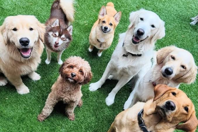 How to Choose the Best Dog Boarding Facility in Flemington, NJ