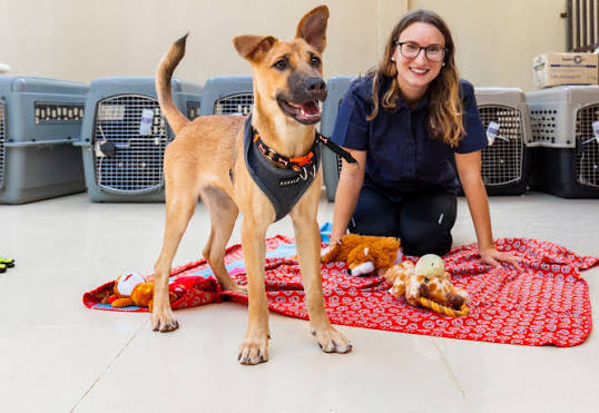 Finding Trusted Dog Boarding Near Flemington, NJ: What Local Pet Owners Should Know