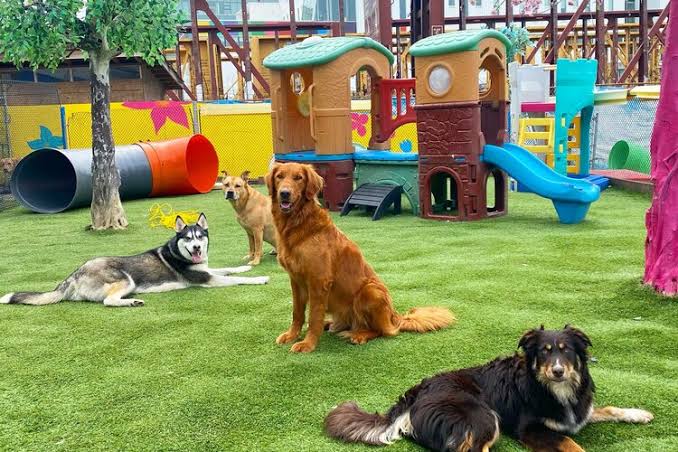 Signs of a High-Quality Dog Boarding Facility