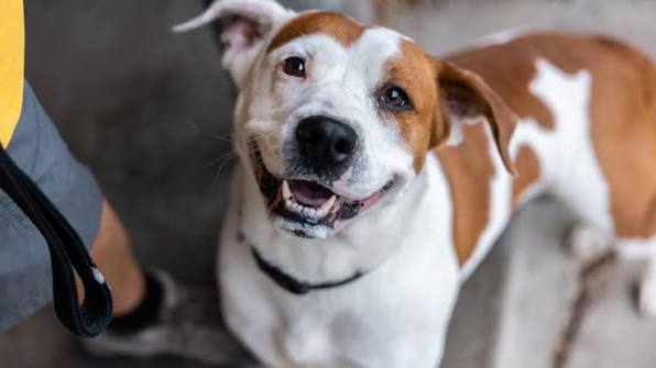 Questions to Ask Before Choosing a Dog Boarding Facility