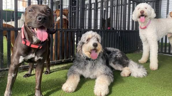 What to Look for in a Safe and Reliable Dog Boarding Facility