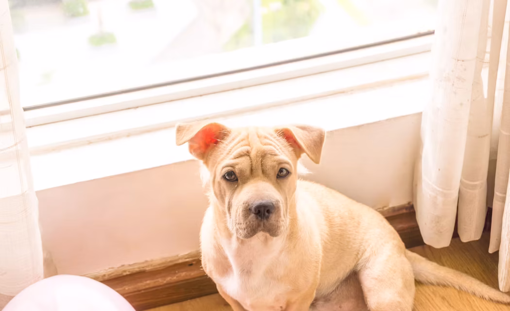 How to Keep Your Dog Comfortable While You’re Away