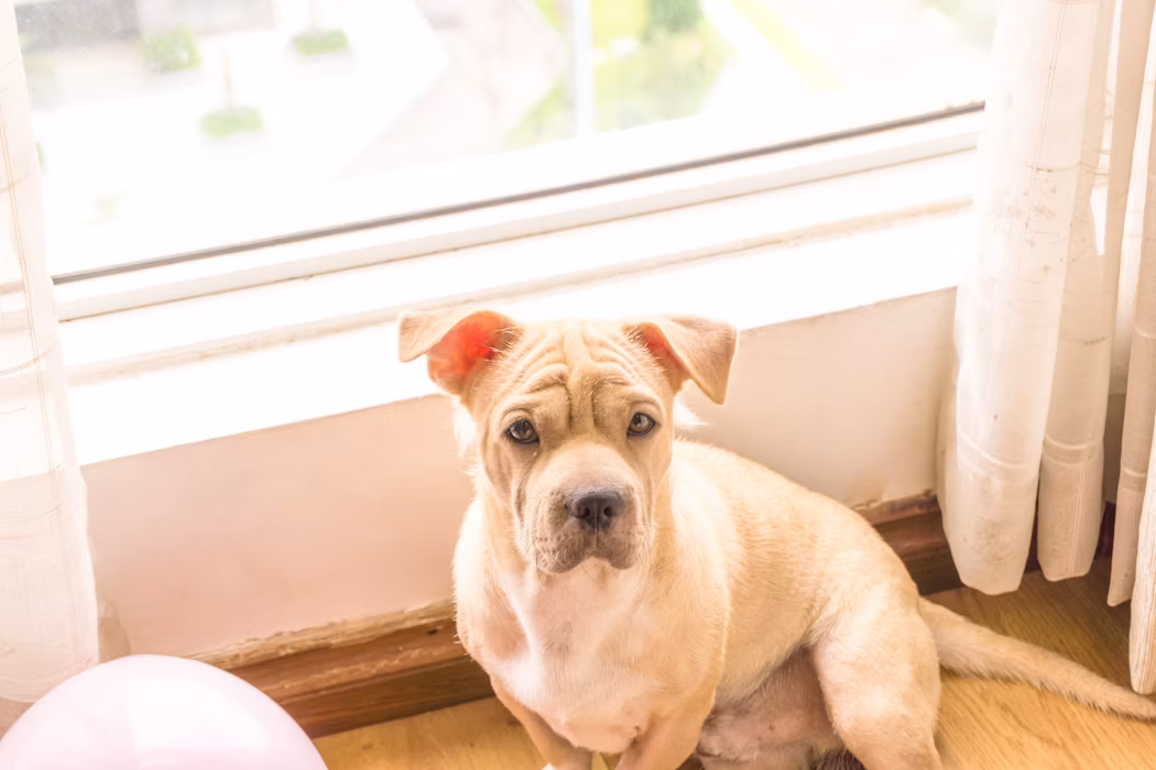 How to Keep Your Dog Comfortable While You’re Away